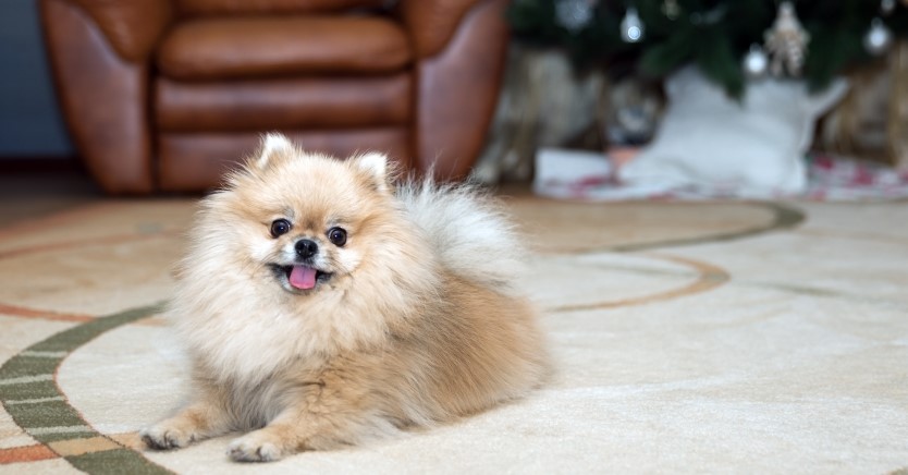 Ask Dr. Jenn: My Pomeranian Scoots on the Carpet and Cries. How Can I Help Her?